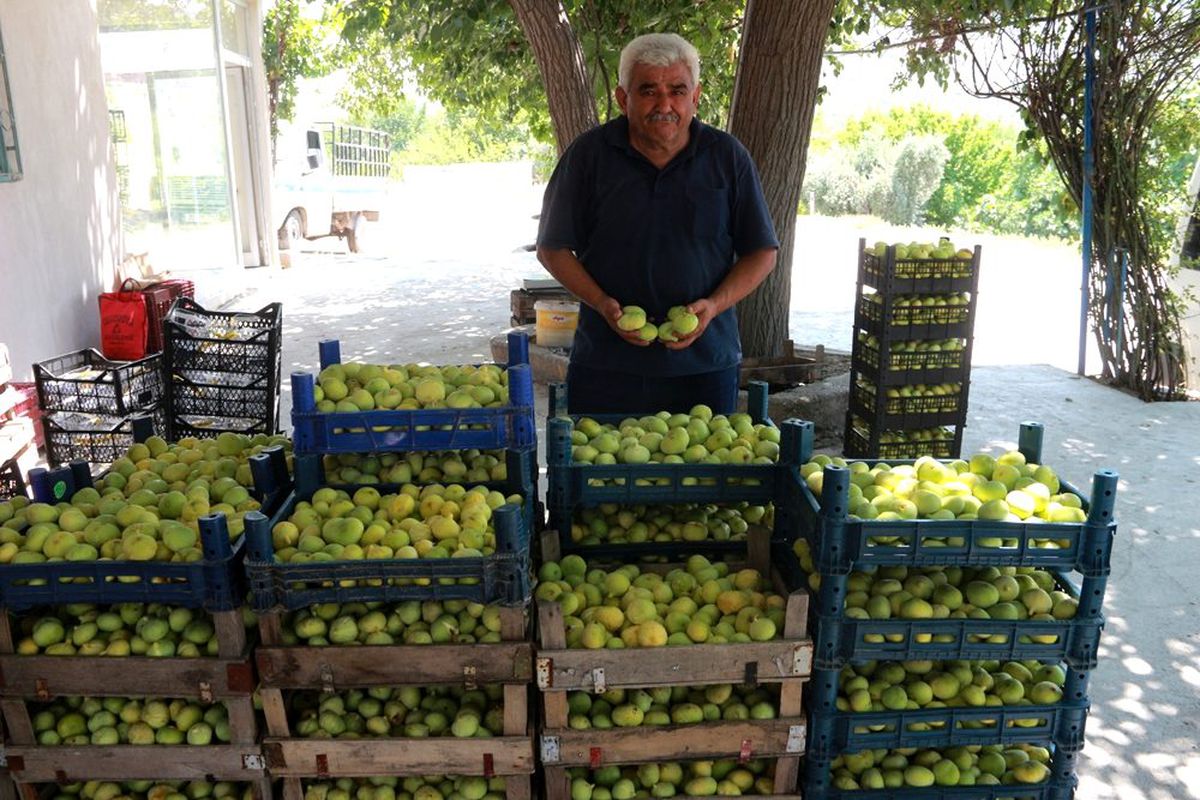 Mersin'de incir altın yılını yaşıyor! Kilosu 6 lira