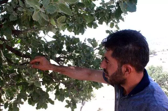 Meşe mazıları Siirt'te köylülerin istikbal kapısı oldu! Kilosu 15 liraya ihraç ediliyor