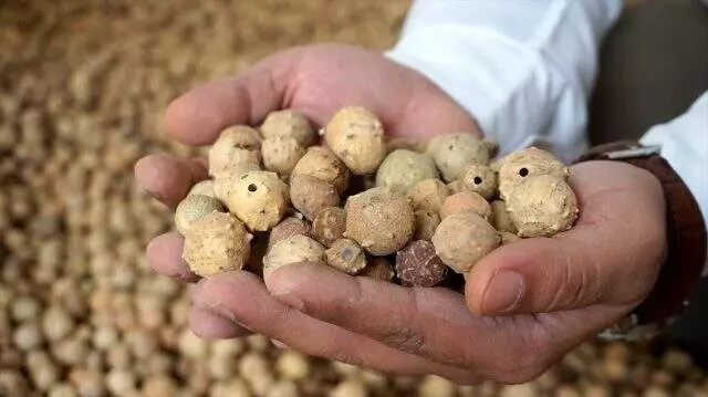 Meşe mazıları Siirt'te köylülerin istikbal kapısı oldu! Kilosu 15 liraya ihraç ediliyor