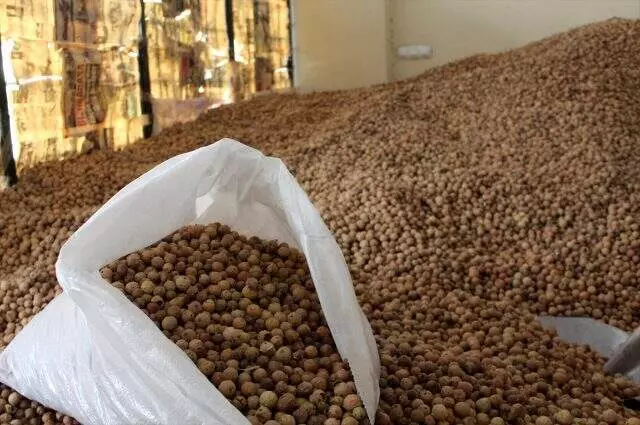 Meşe mazıları Siirt'te köylülerin istikbal kapısı oldu! Kilosu 15 liraya ihraç ediliyor