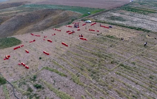 Polatlı'da yaz soğanı hasadı başladı! Çiftçiler su sıkıntısından dolayı endişeli Polatlı'da yaz soğanı hasadı başladı! Çiftçiler su sıkıntısından dolayı endişeli