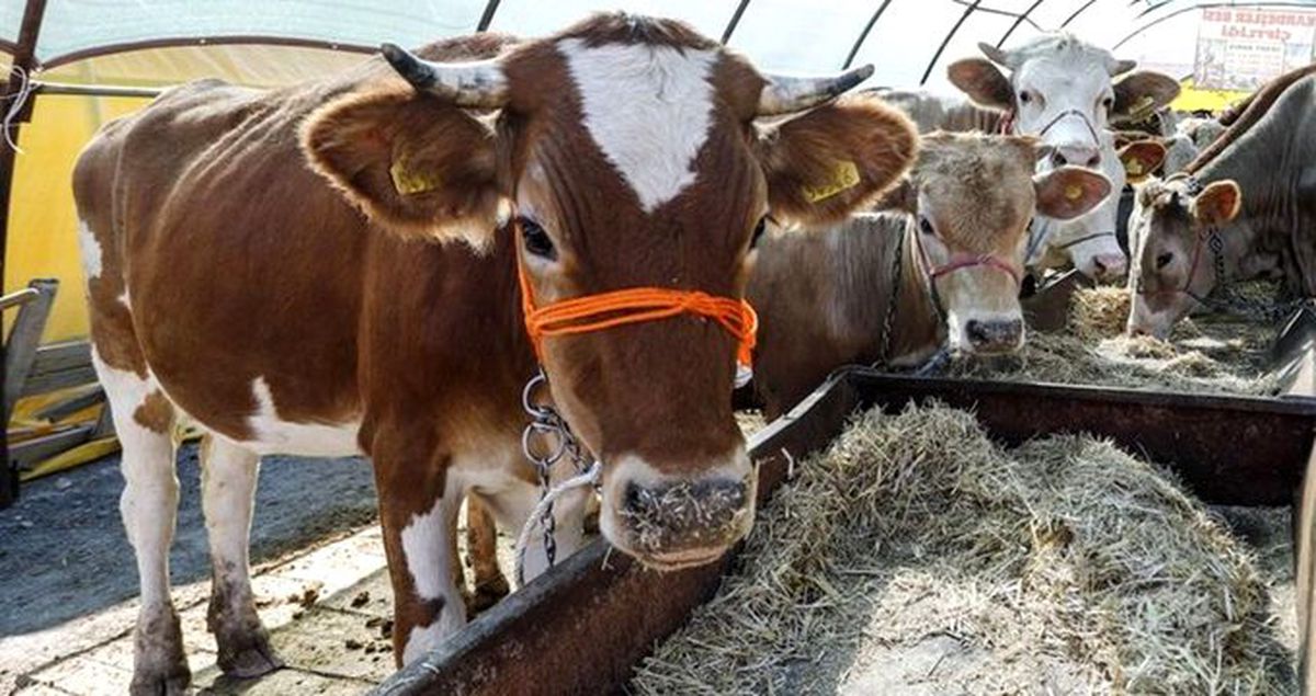 Sağlık Bakanlığından Kurban Bayramı öncesi 'zoonotik hastalık' uyarısı