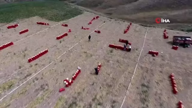 Tarlada kilosu 50 kuruştan satılıyor...Yaz soğanı hasadı havadan görüntülendi Tarlada kilosu 50 kuruştan satılıyor...Yaz soğanı hasadı havadan görüntülendi