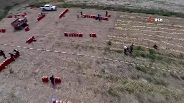 Tarlada kilosu 50 kuruştan satılıyor...Yaz soğanı hasadı havadan görüntülendi Tarlada kilosu 50 kuruştan satılıyor...Yaz soğanı hasadı havadan görüntülendi
