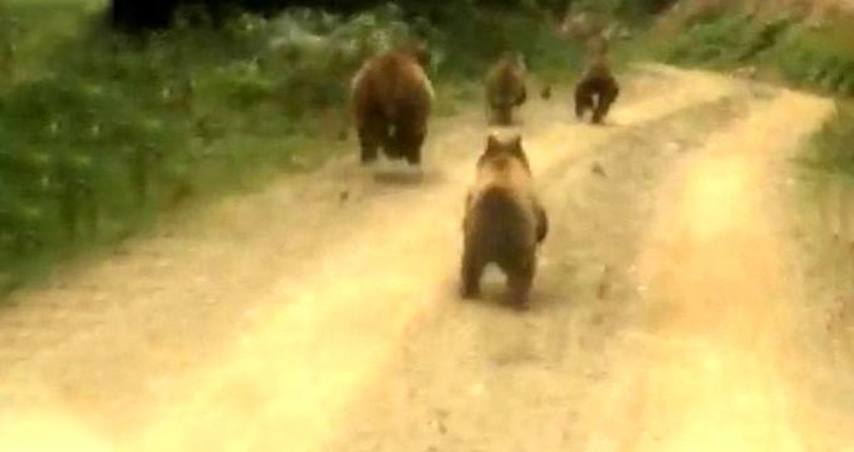 Yayla dönüşü önlerine çıkan ayı ailesini böyle kovaladılar