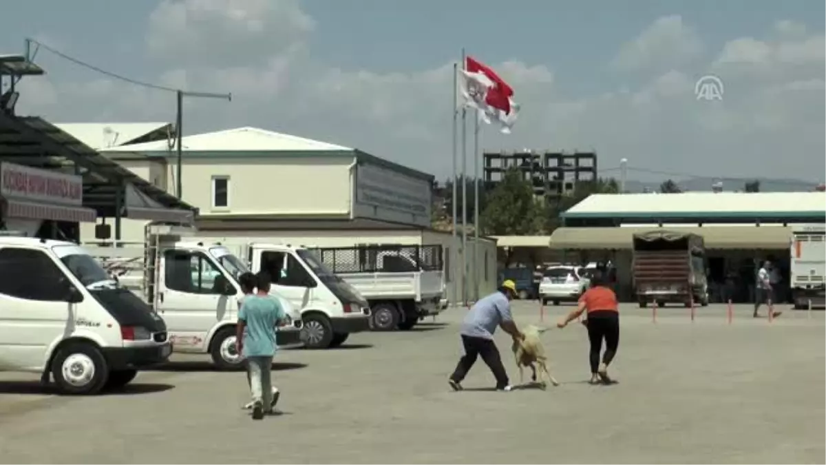 Denizli'de hayvan pazarında bayram telaşı