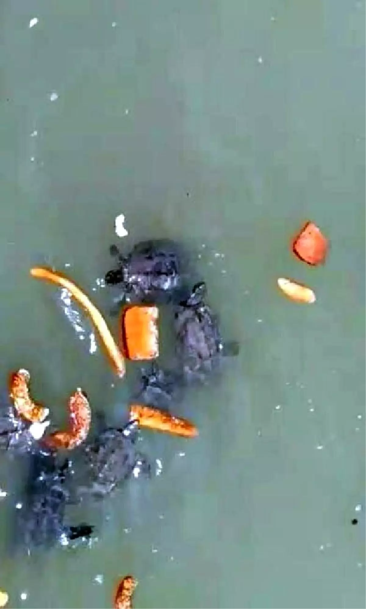 Kaplumbağalar kurumasın diye her gün 50 kilometre yol gidiyor