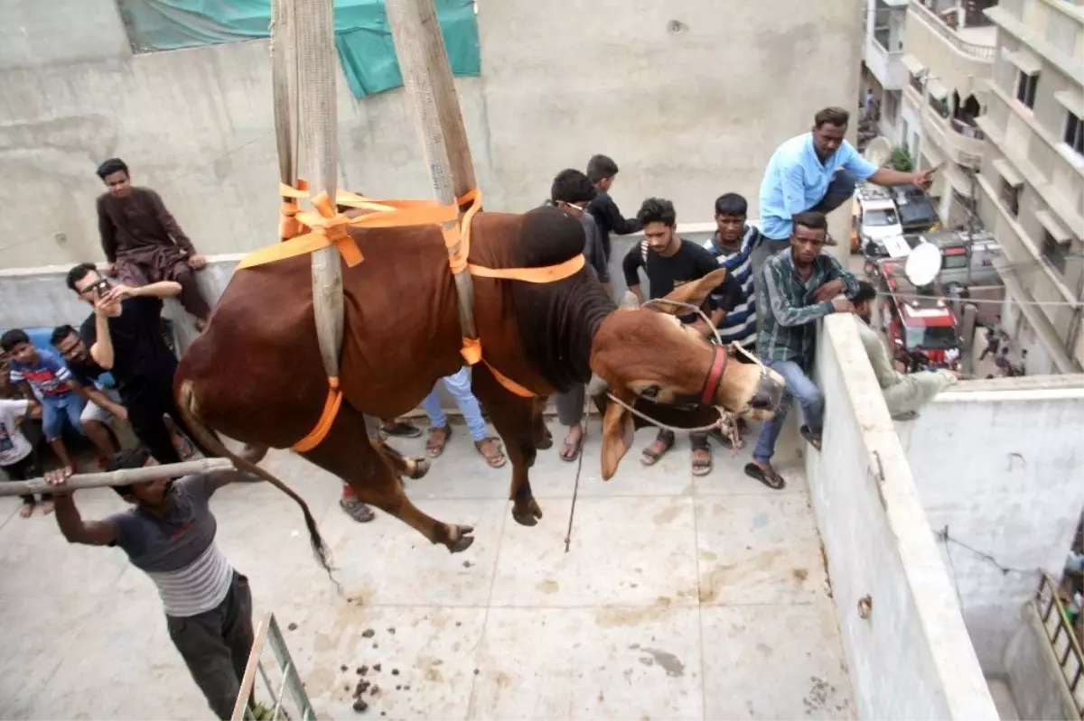 Kurbanlık sığırları çatıdan vinçle indirdiler