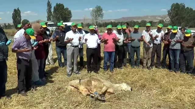 Tritikale hasadı başladı Tritikale hasadı başladı