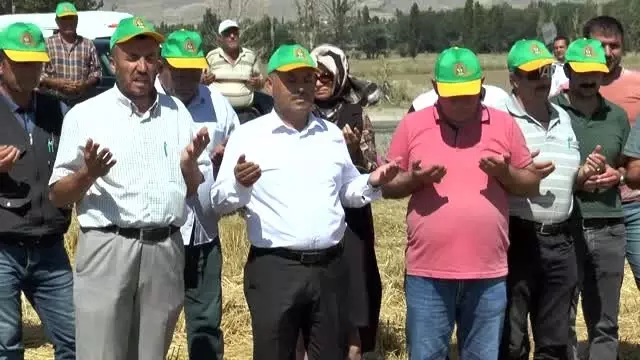 Tritikale hasadı başladı Tritikale hasadı başladı