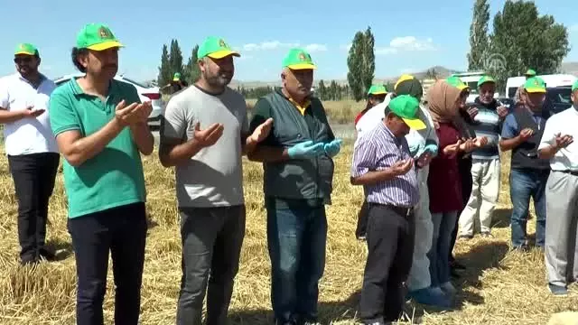 Tritikale hasadı başladı Tritikale hasadı başladı