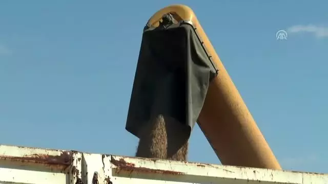 Tritikale hasadı başladı Tritikale hasadı başladı