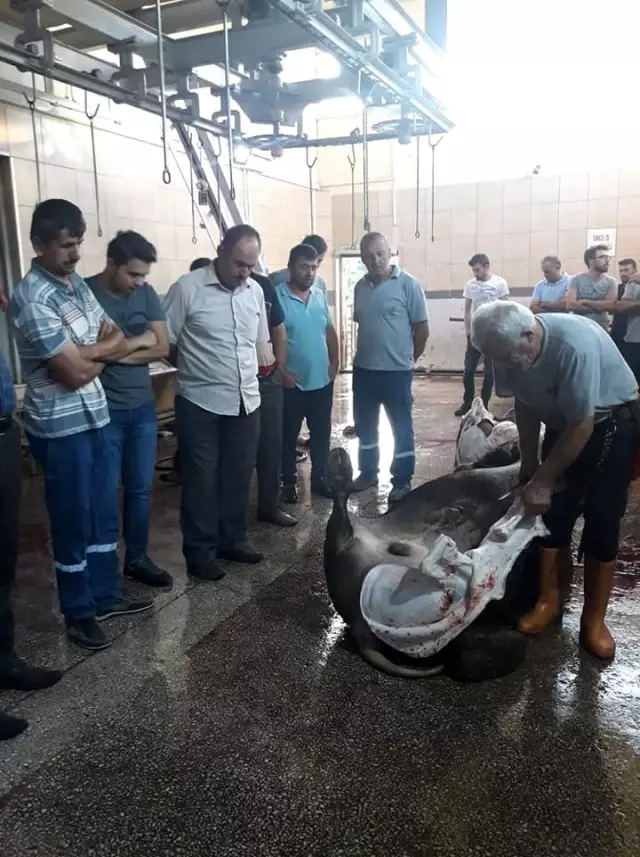 Boyabat'ta 'Kurban Kesim Elemanı' eğitimi sona erdi Boyabat'ta 'Kurban Kesim Elemanı' eğitimi sona erdi