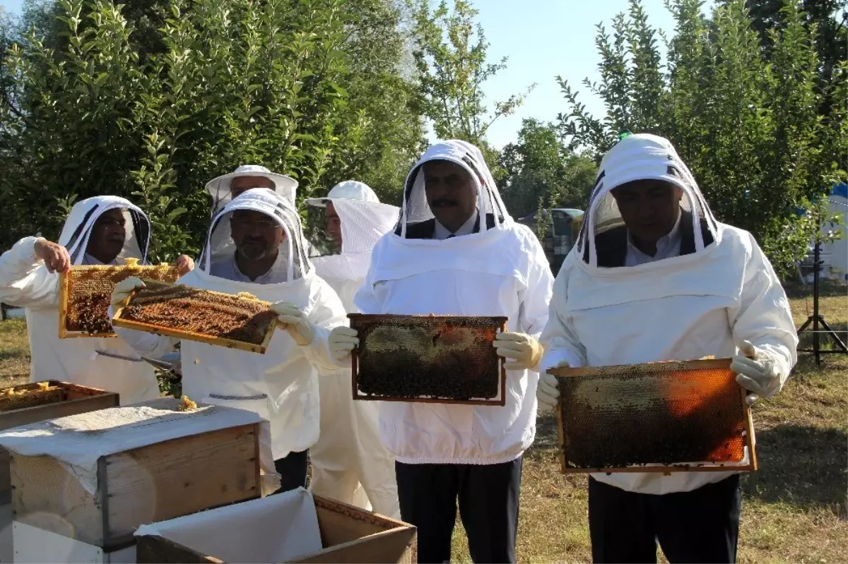 Çorum'da 'bal hasadı' başladı
