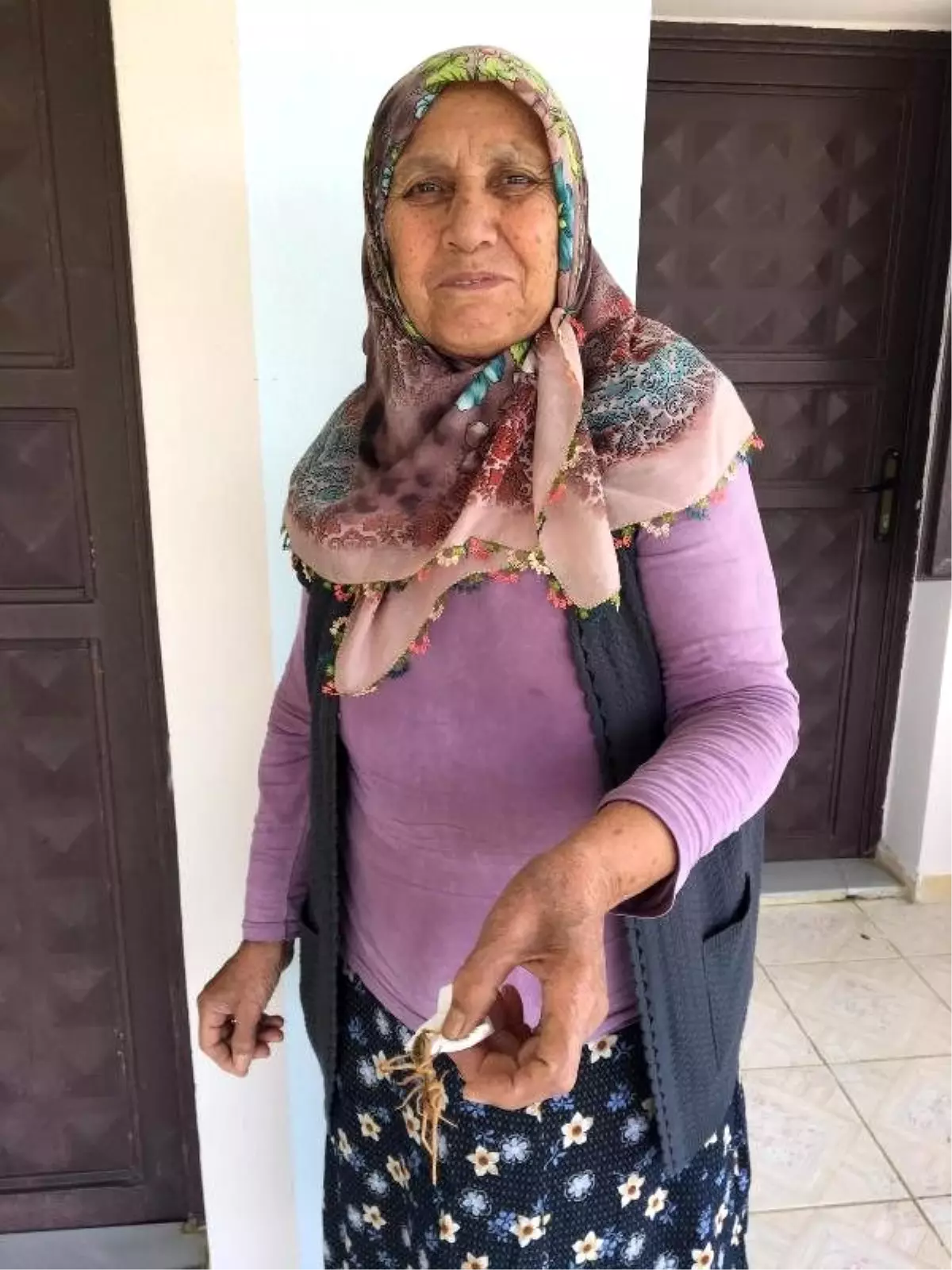 Kahramanmaraş�ta görülen örümcek korkuttu Haberler