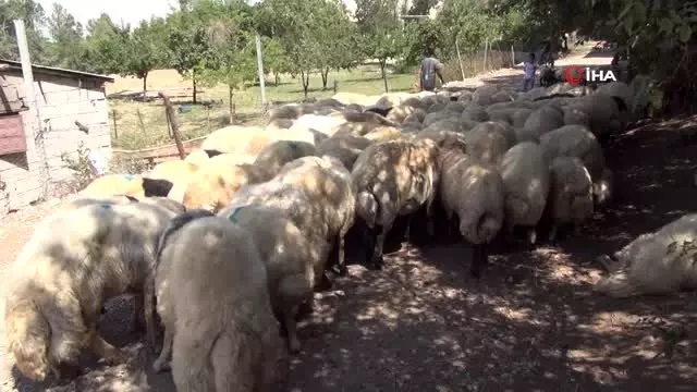Van'da yetiştirilen kurbanlıklar Adana'ya gönderildi