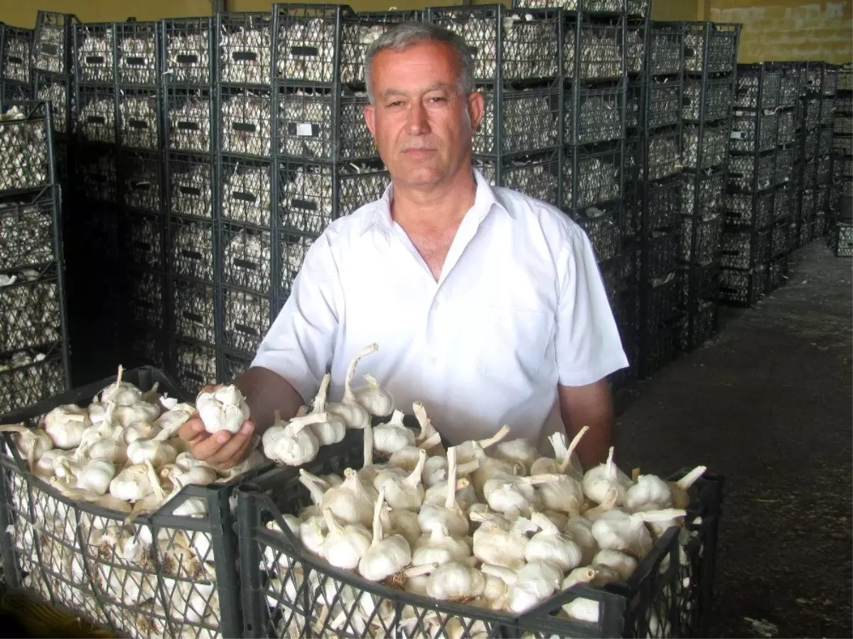 Araban sarımsağı üreticisinin yüzünü güldürdü