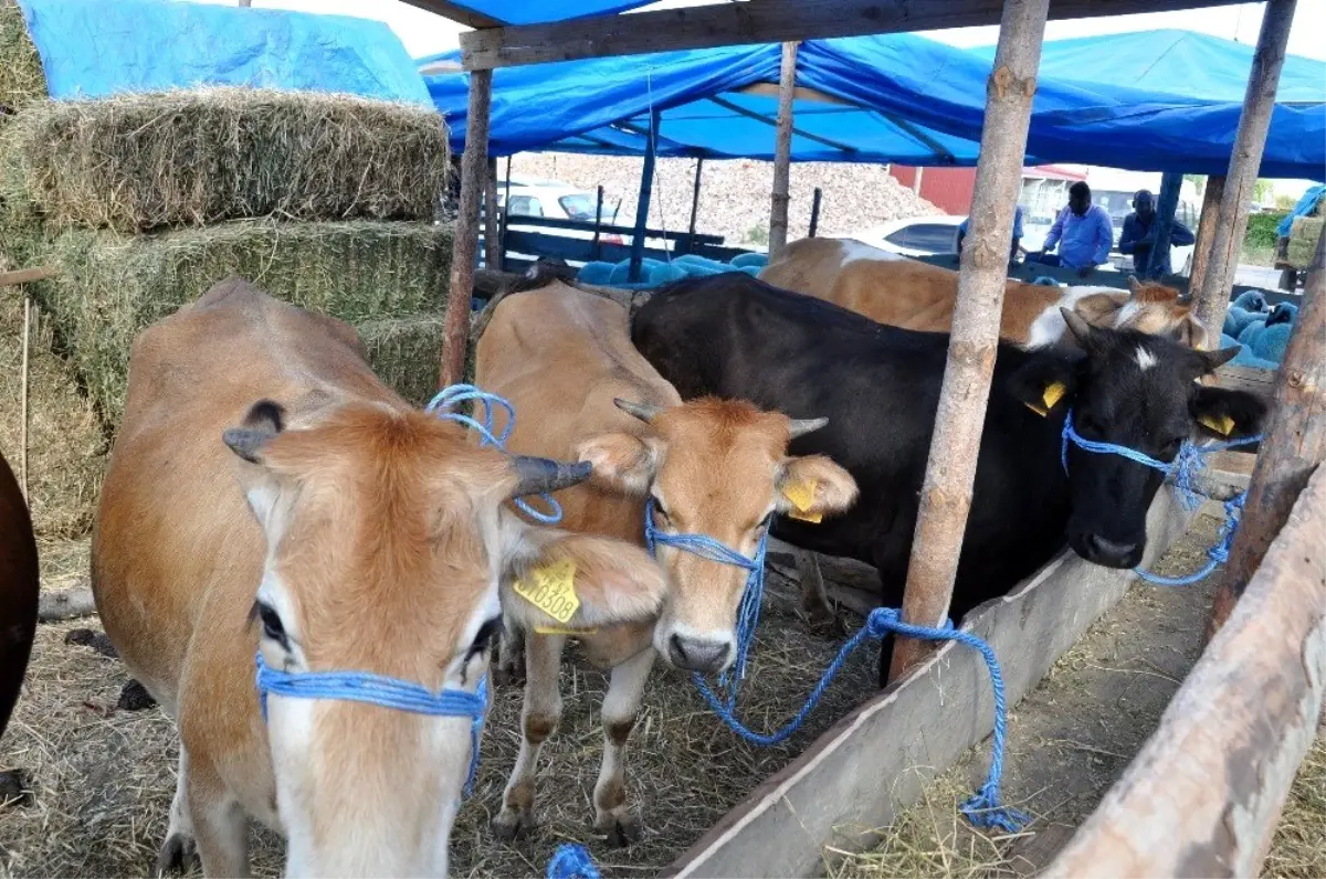 Gerze'de kurbanlık satışı hareketlendi