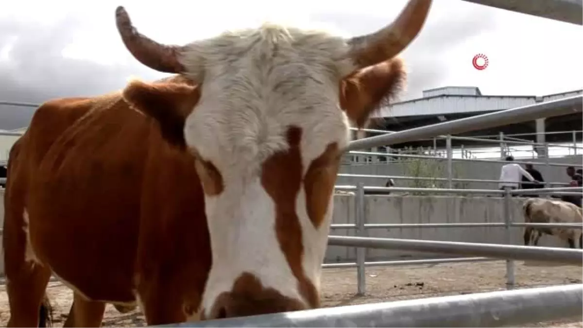 Hayvan pazarında Bayram öncesi durgunluk hakim