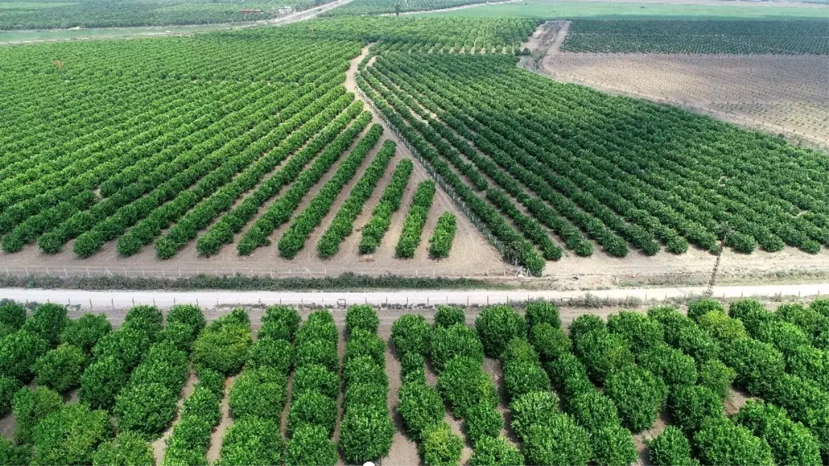Poyrazın vurduğu limonda ihracat endişesi