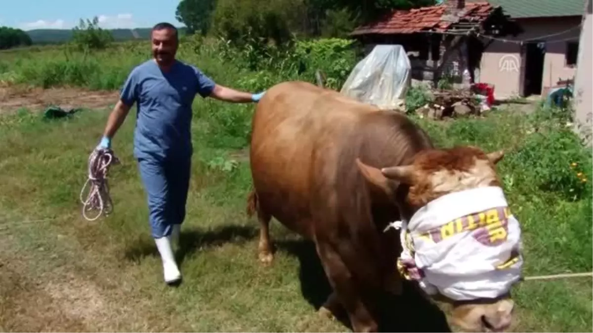 Rueff tekniği ile 'kazasız' kurban kesimi