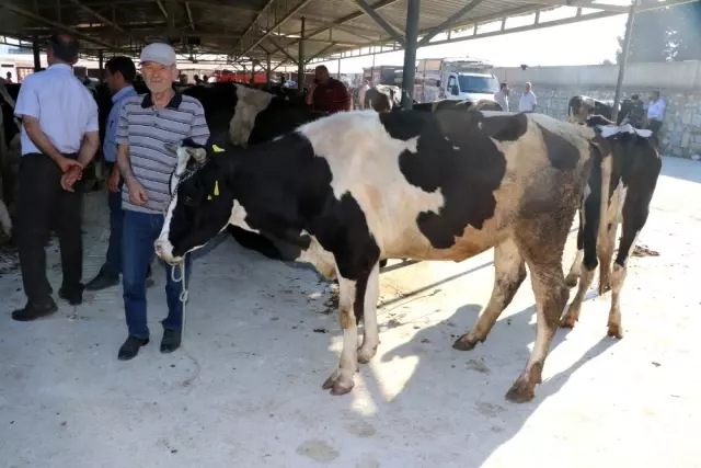 Tire Kurban Bayramı'na hazır Tire Kurban Bayramı'na hazır