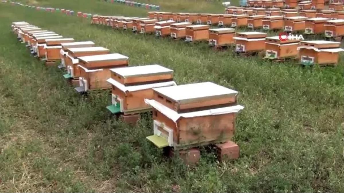 Tokat'ta bal hasadı başladı