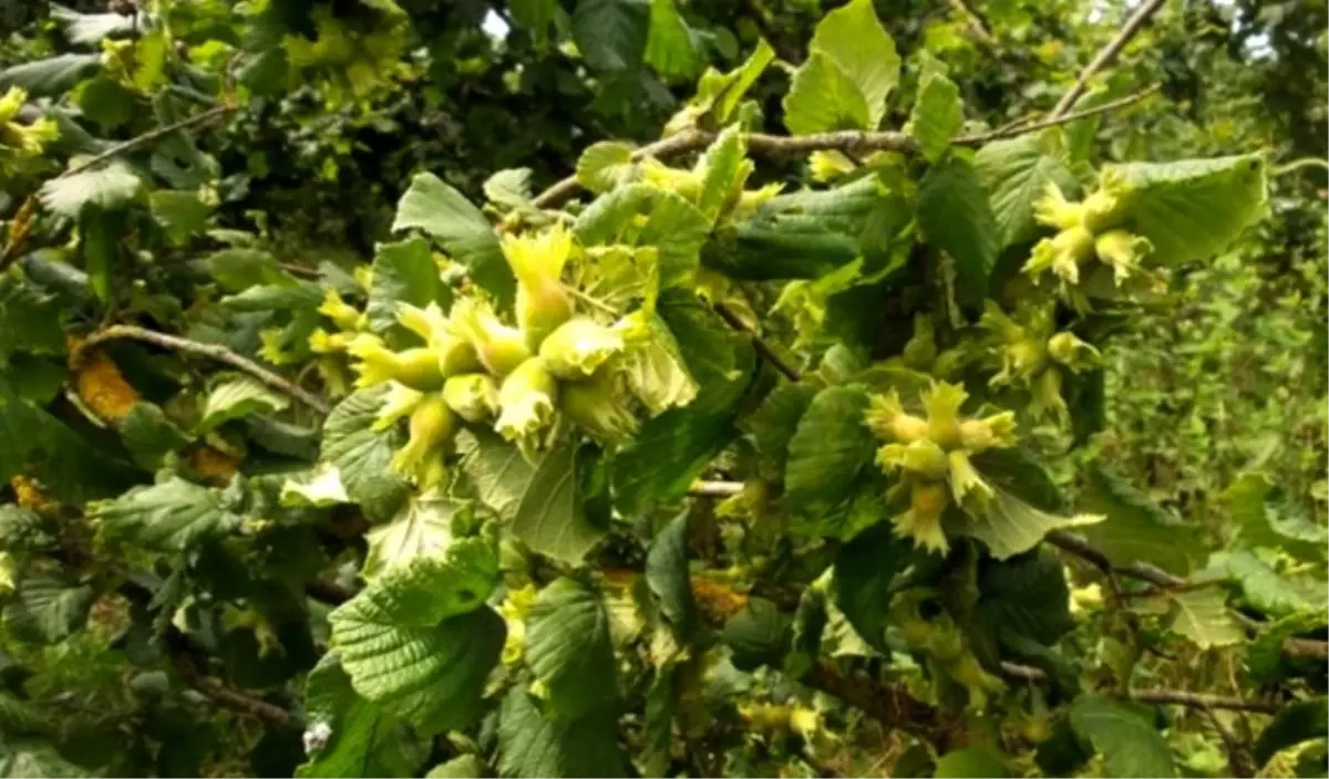 Türkiye, Azerbaycan ve Gürcistan'dan fındık için iş birliği kararı