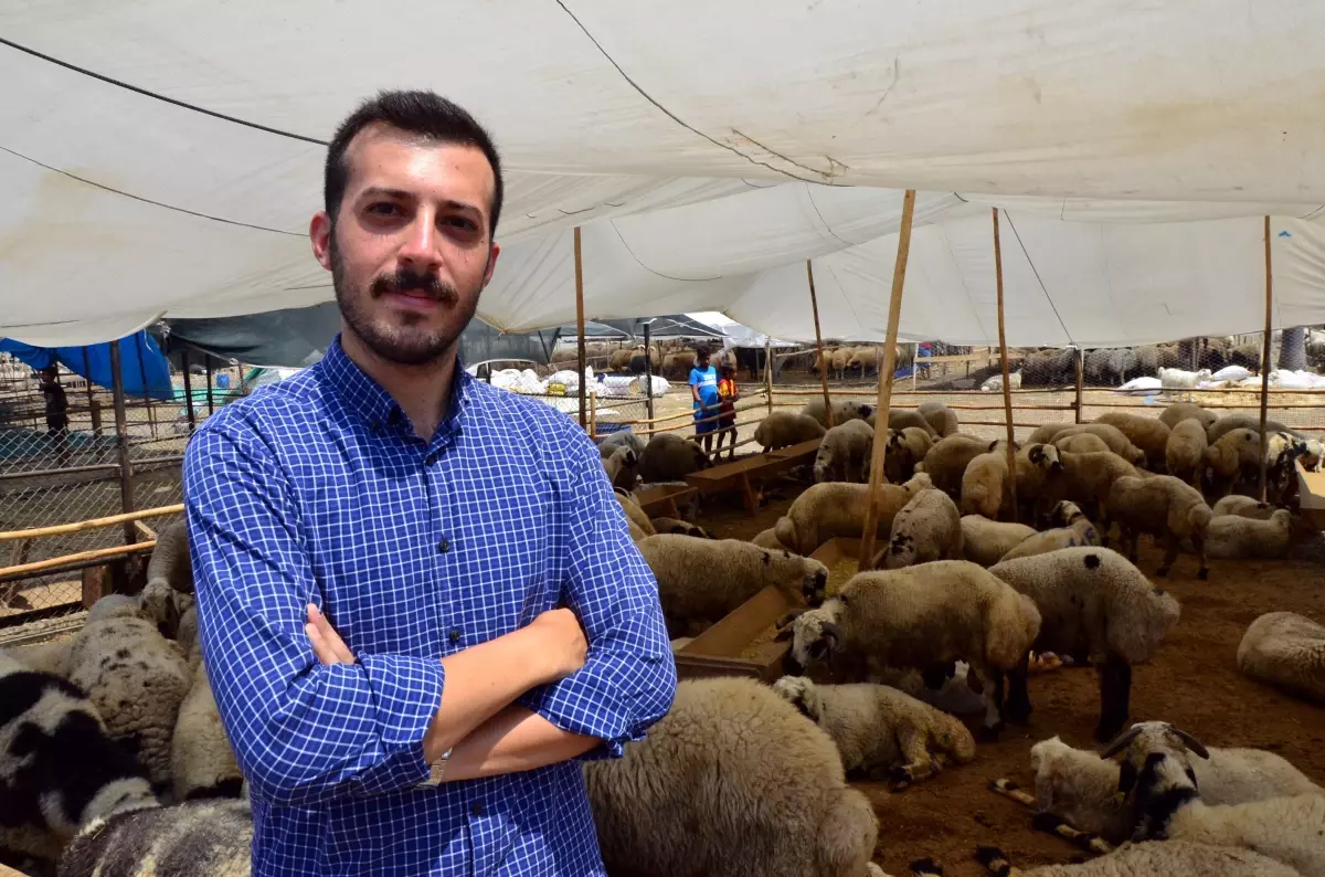 Kurbanlık çadırına asılan &quot;Üniversite mezunu koyuncu&quot; yazısı, satışları