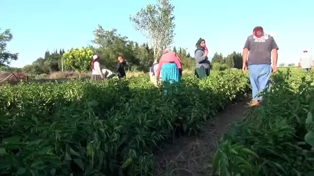 Manisa'da sıtmayla mücadele hız kesmeden devam ediyor