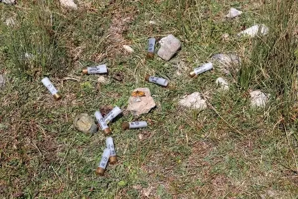 Nesli tehlike altında olan Tavas kurbağası için seferberlik ilan edildi Nesli tehlike altında olan Tavas kurbağası için seferberlik ilan edildi