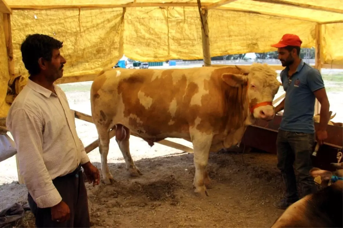 Oymaağaç Kurban Pazarı'nda kurbanlıklar müşterilerini bekliyor