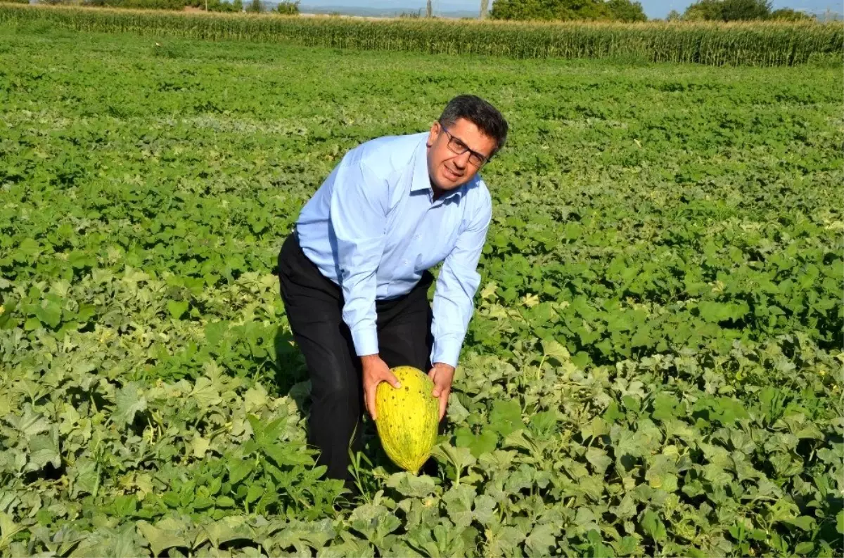 (Özel) Tüketiciye sahte Kırkağaç kavunu uyarısı