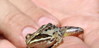 Rana Tavansensis kurbağası için Denizli'de seferberlik ilan edildi