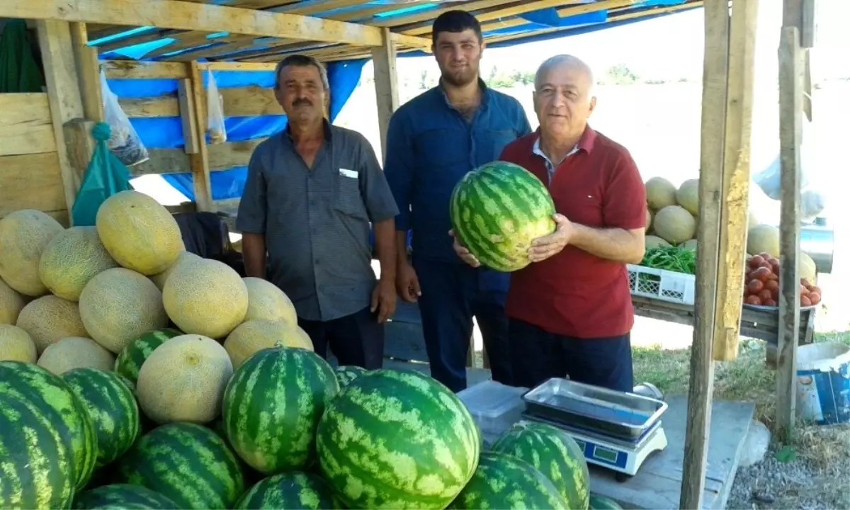 Sinop'un yerli karpuzları çıktı