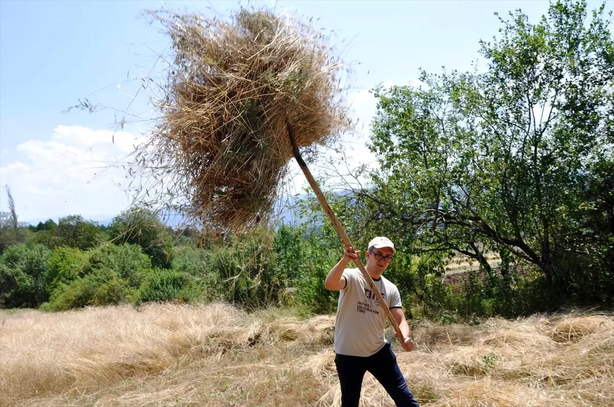10 bin yıllık 'Hitit buğdayında' geleneksel yöntemle hasat