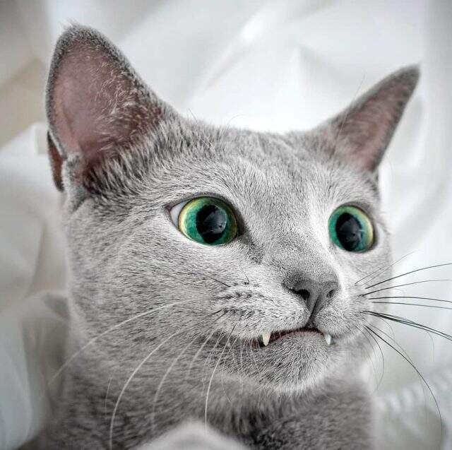8 Ağustos Uluslararası Kedi Günü kutlu olsun! Dünya Kedi Günü nedir?