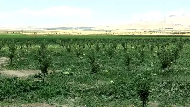 Atıl durumdaki araziden 600 ton karpuz hasat edilecek Atıl durumdaki araziden 600 ton karpuz hasat edilecek