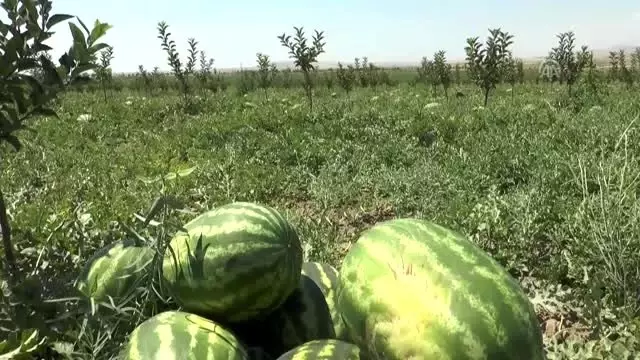 Atıl durumdaki araziden 600 ton karpuz hasat edilecek Atıl durumdaki araziden 600 ton karpuz hasat edilecek
