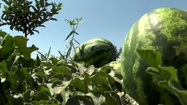 Atıl durumdaki araziden 600 ton karpuz hasat edilecek Atıl durumdaki araziden 600 ton karpuz hasat edilecek