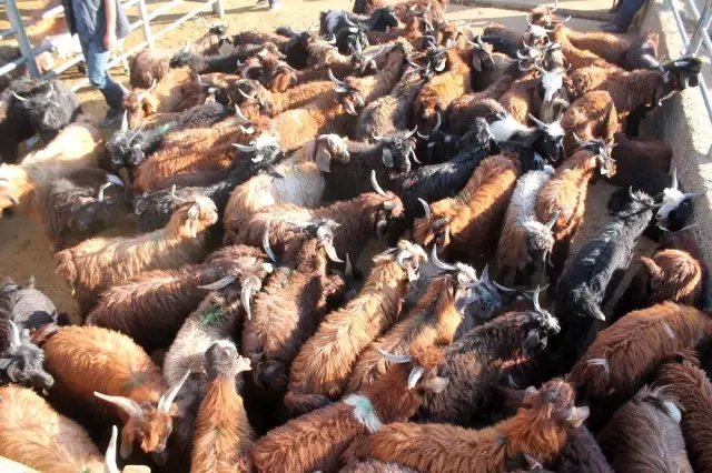 Diyarbakır'da kurbanlık hareketliliği başladı