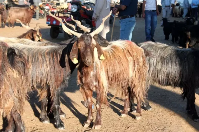 Diyarbakır'da kurbanlık hareketliliği başladı