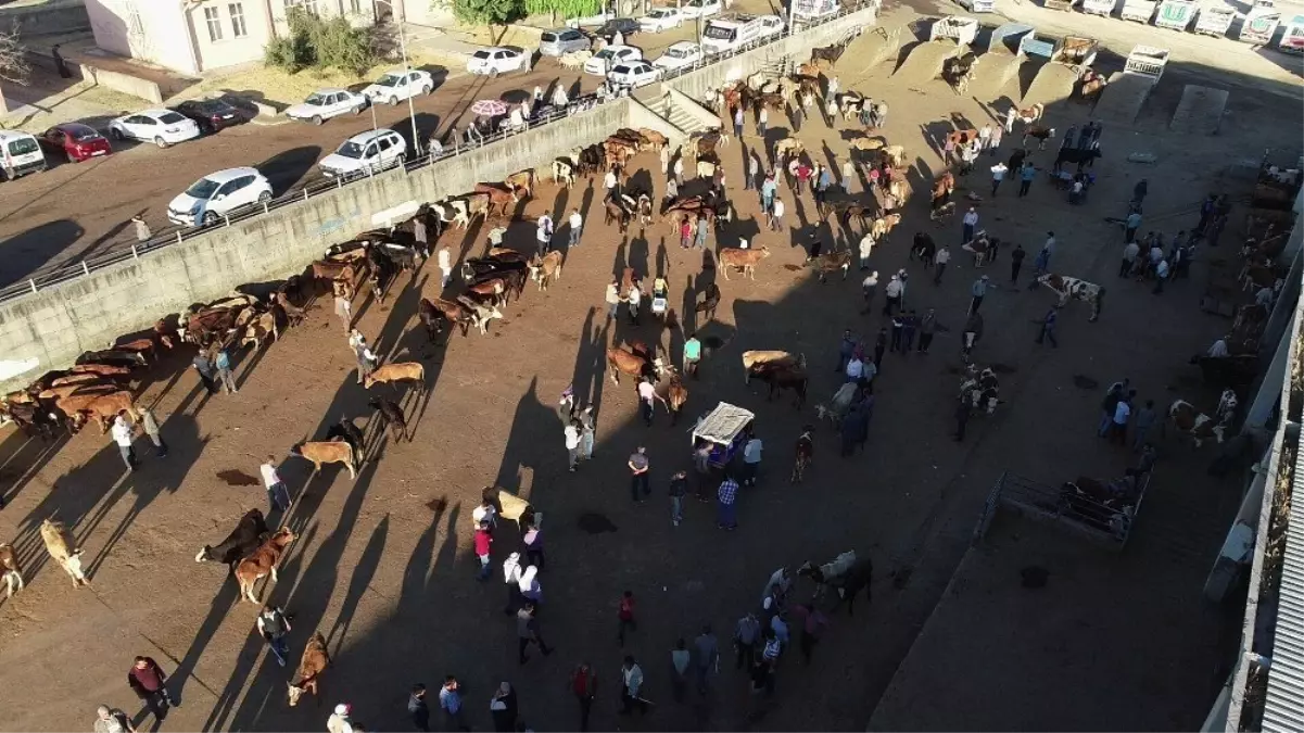 Diyarbakır'da kurbanlık hareketliliği başladı