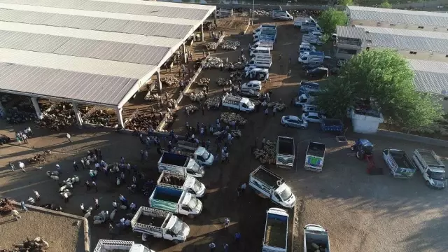 Diyarbakır'da kurbanlık hareketliliği başladı