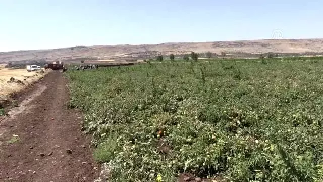 Kilisli Ciftciler Suriye Pazarinda Yerini Almak Istiyor Haber