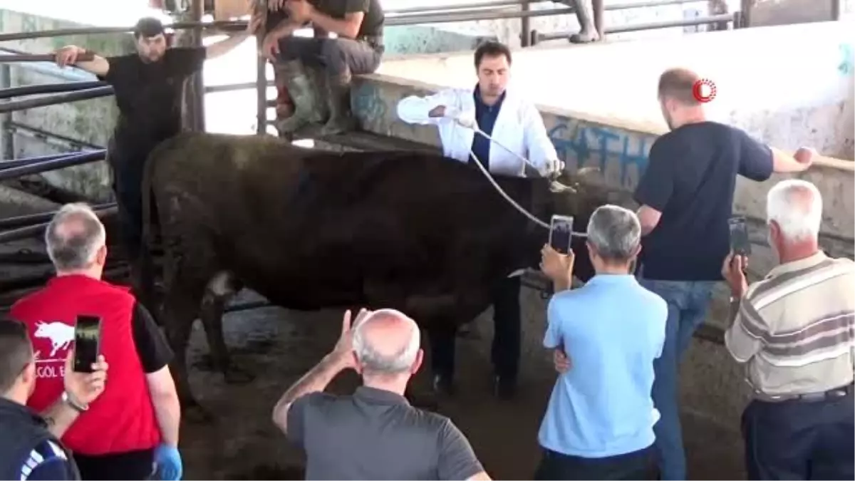 Kurbanligi Yere Yatirmanin Kolay Yolunu Ogrendiler Haberler