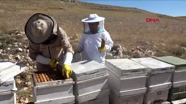 Mersin Erdemli De Bal Sagimi Mersin