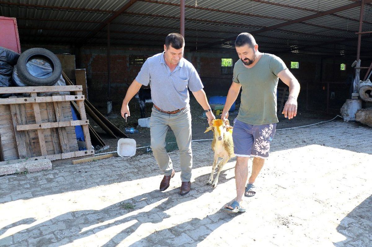 Edirneli besici, kurbanlık satışlarını mobilden yapıyor