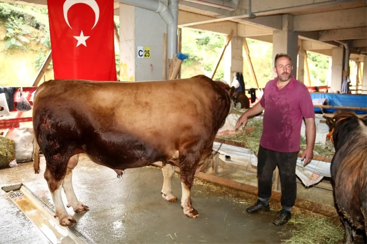 Rize'de kurban pazarında 1 ton 600 kilogramlık kurbanlık 'Asya' alıcısını bekliyor