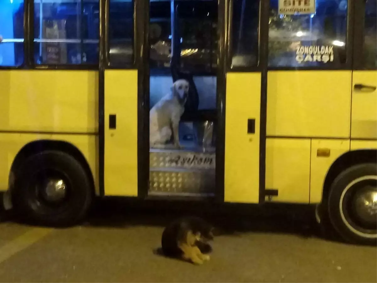 Sevimli köpek yolcu gibi dolmuşa bindi